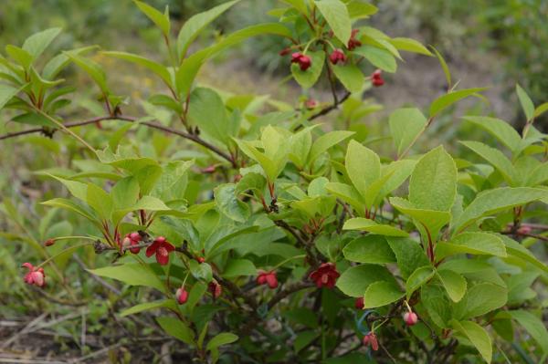 Schisandra (Pflanze)